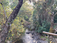 Naro Moru River Lodge Forest